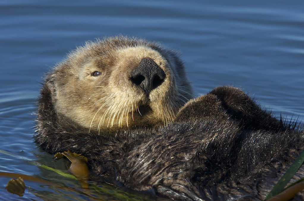 Sea Otters: A Complex Social, Ecological and Cultural Endeavor 