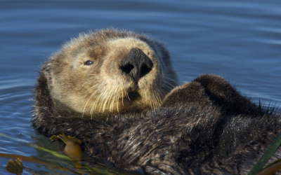 Sea Otters: A Complex Social, Ecological and Cultural Endeavor 